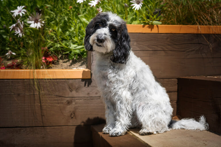 A black and white poodle sitting on garden steps.