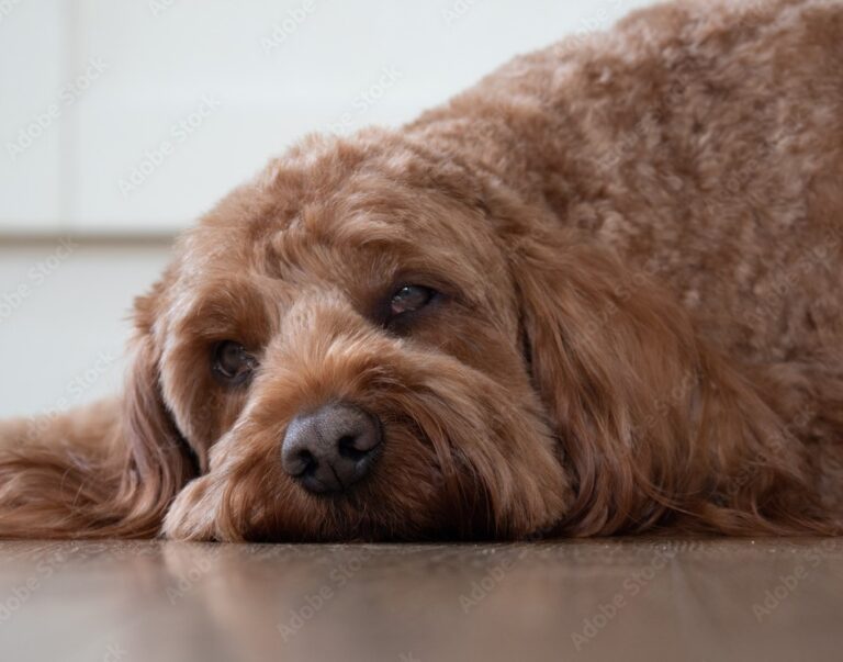 A sleepy brown haired poodle mix resting head on the floor.