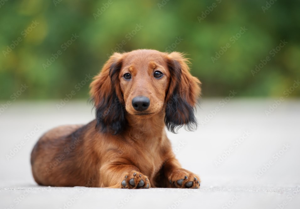 A cute little brown dachshund with fluffy ears sitting outside.