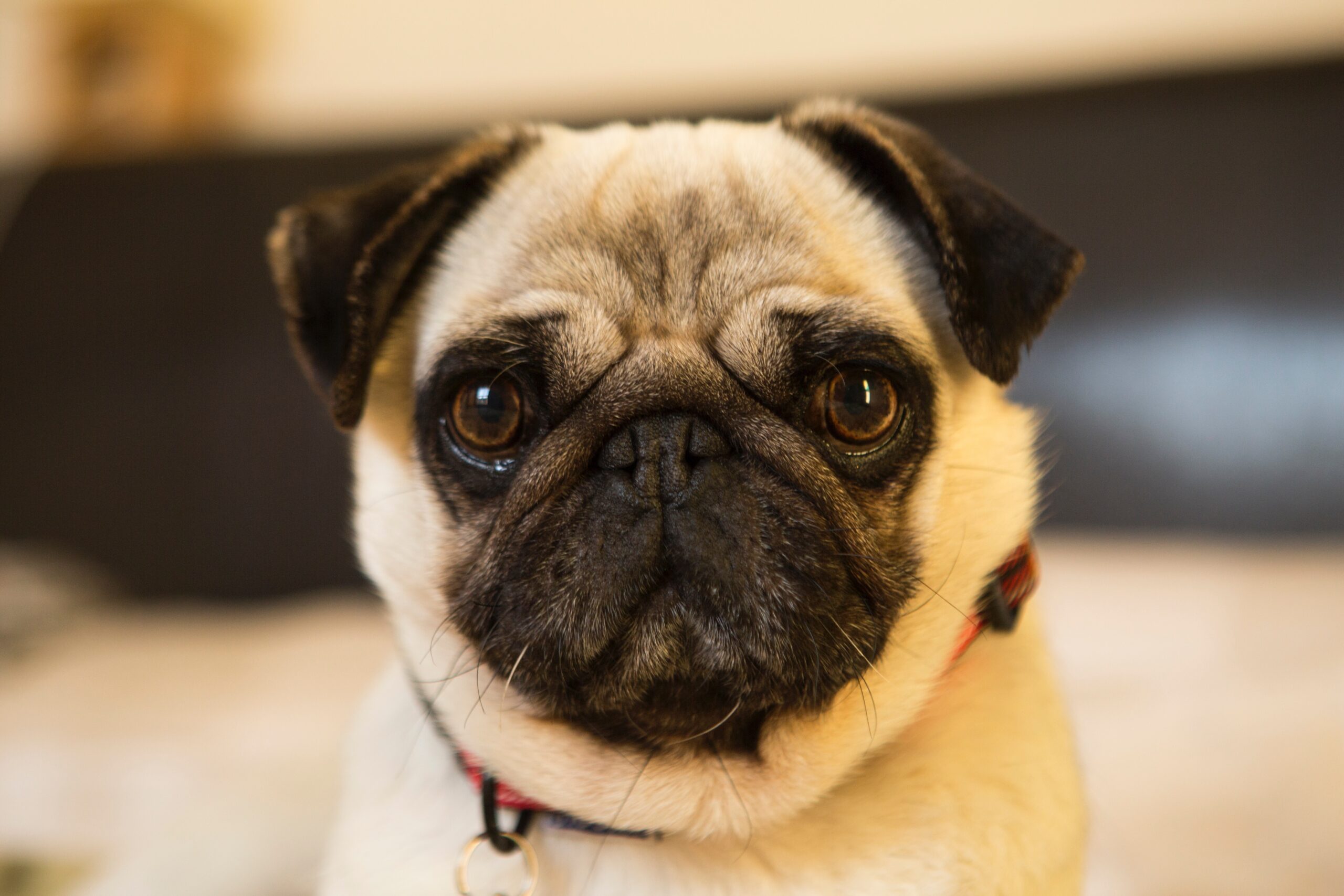 A close-up of a cheeky looking black and tan pug.